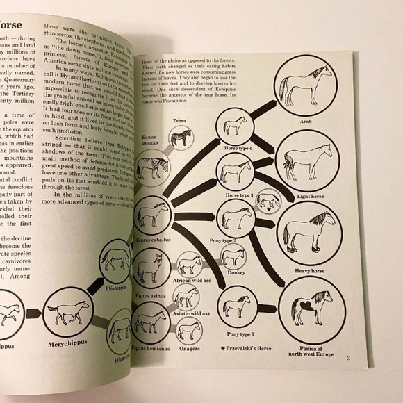 Vintage 1978 Know Your Horses Rand  McNally Know Your Books - Picture 10 of 15